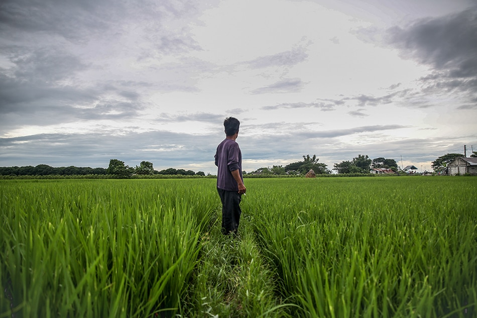 With Govt Aid Filipino Farmers Can Plant Enough Rice Group Abs Cbn