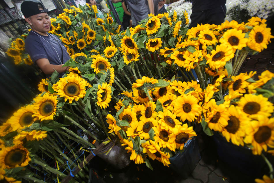 expensive-roses-try-sunflowers-instead-for-valentine-s-day-abs-cbn-news