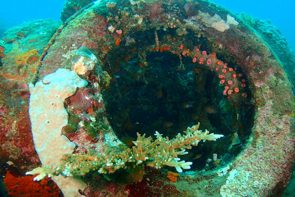 Batangas towns strive to balance tourism with coral reefs protection 3