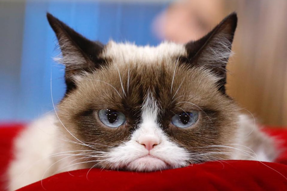 Internet sensation Grumpy Cat has died at age 7