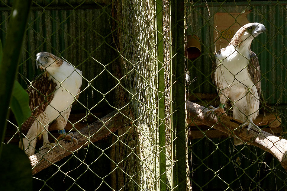 2 Philippine eagles to be brought to Singapore for breeding 1