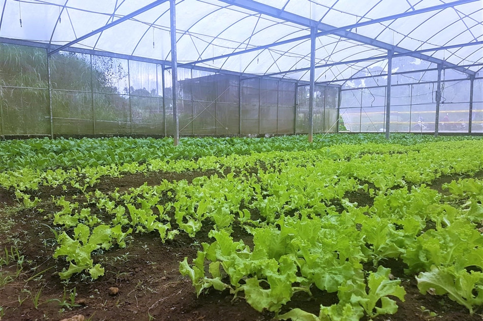 Summer 2019: Pick your own veggies in Tagaytay | ABS-CBN News