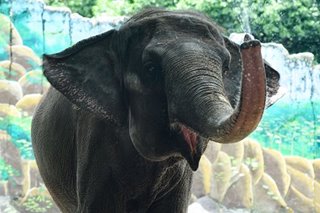 Manila Zoo employees experience calm, loneliness after closure