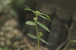 Tawa-tawa, lagundi vs COVID-19? Study on traditional herbs vs pandemic out in Feb