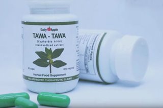 Can 'tawa-tawa' herbal capsule help alleviate dengue symptoms?