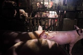 15 hogs in Pangasinan, reportedly from Bulacan, have African swine fever