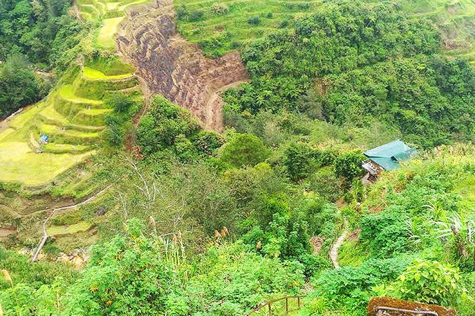 Ifugao Rice Terraces in critical stage of deterioration: UN food agency
