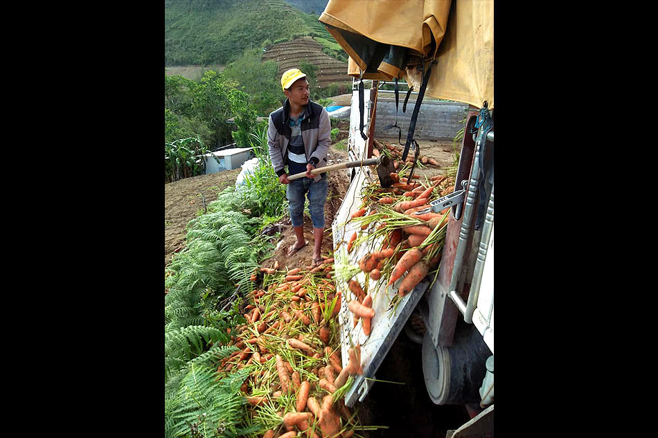 Benguet farmers forced to throw away vegetables amid low prices, oversupply 1