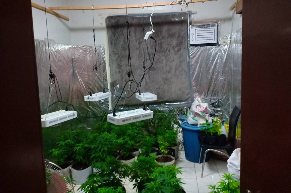 Greenhouse ng marijuana natagpuan sa Subic, 2 arestado