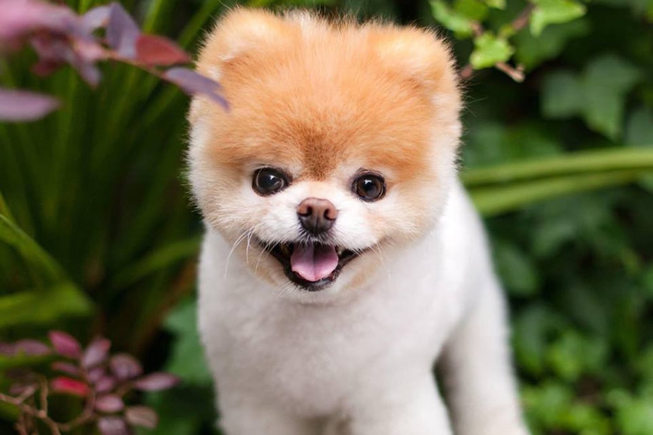 Boo, once named \'cutest dog in the world\', dies | ABS-CBN News