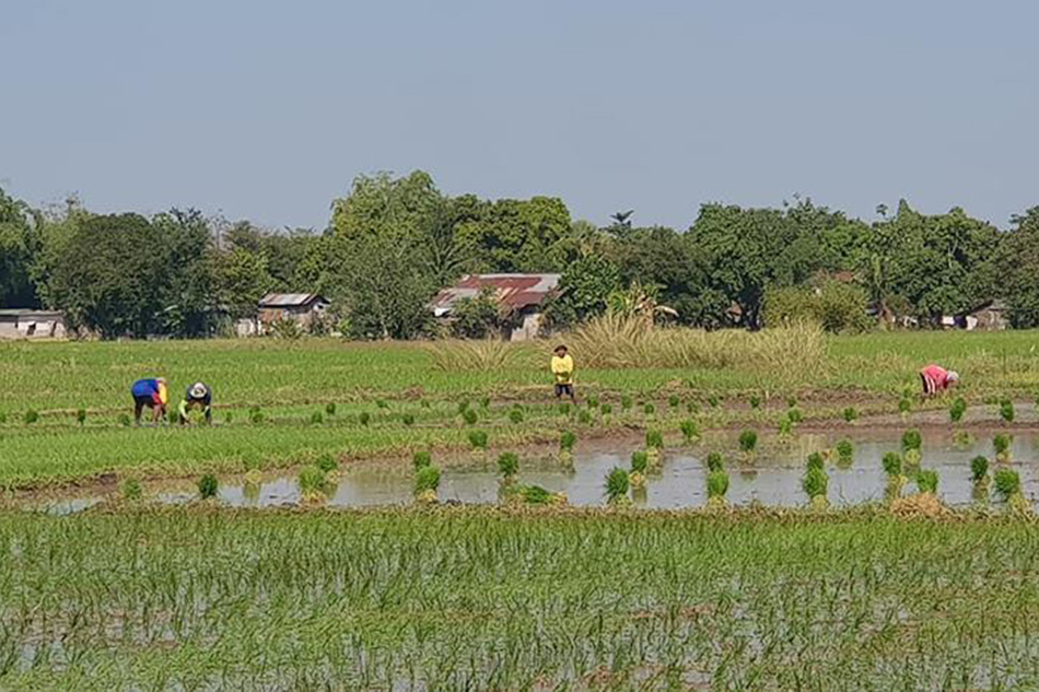 Kakulangan Sa Patubig Problema Ng Mga Magsasaka Sa Pangasinan Abs Cbn News