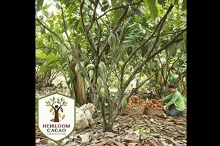 Davao's Malagos Chocolate earns 'heirloom cacao' status