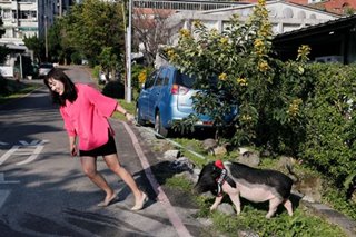 Pet peeve: Animal lovers fear for pet pigs in Lunar New Year