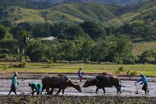 Senate panel OKs resolution giving excess rice tariff revenues to small farmers