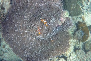 Losing Nemo: Clownfish 'cannot adapt to climate change'