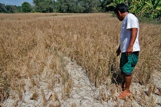 Agri exec says El Niño has 'positive' effect on some areas