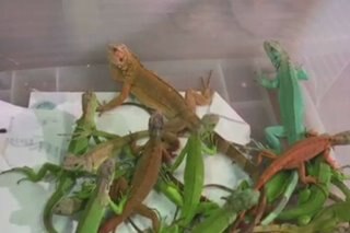 Iguana invasion: Thailand rounds up rogue reptiles