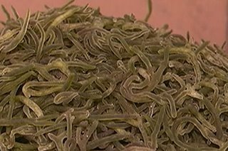 'Pukpuklo' seaweed, maaaring makatulong laban sa kanser