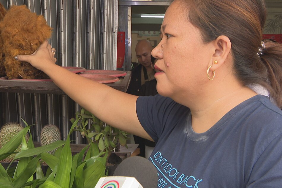 Babae timbog sa pagbebenta ng endangered fern sa Maynila | ABS-CBN News