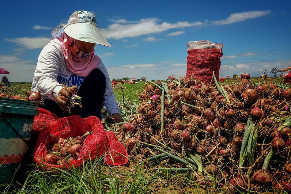 Onion farmers call for help