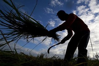 Agriculture losses in Ursula aftermath soar to P1.35 billion