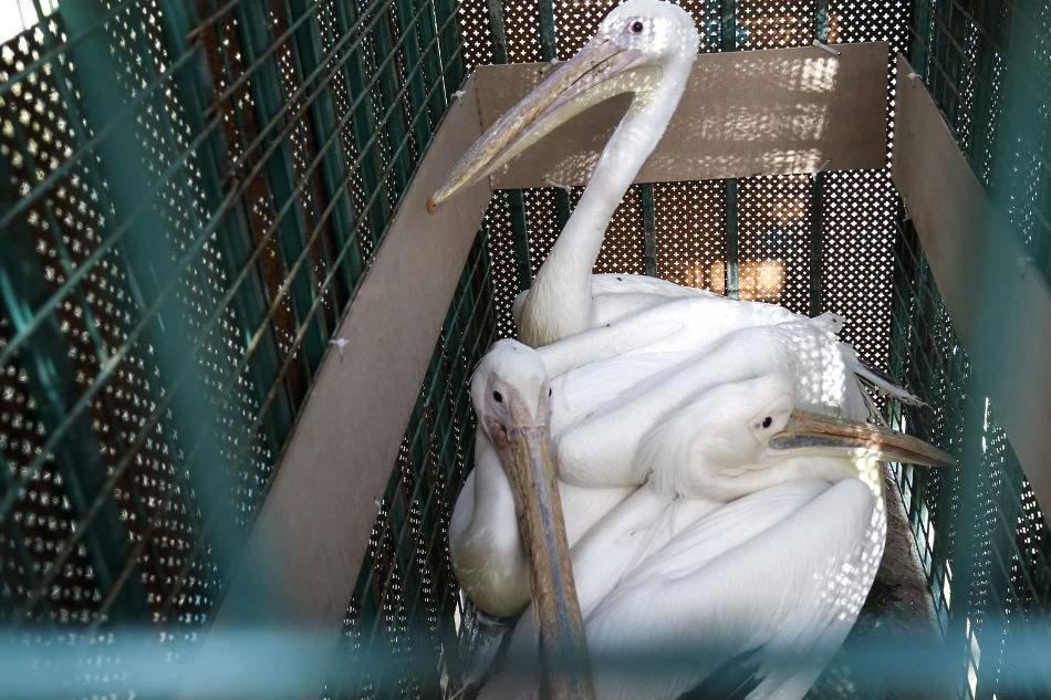 More than 40 zoo animals evacuated from Gaza Strip 1