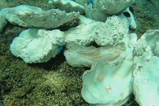 China's harvest of giant clams an 'affront' to Philippines: Palace