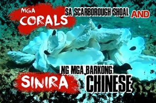 Mga corals sa Scarborough Shoal, sinira ng mga barkong Chinese