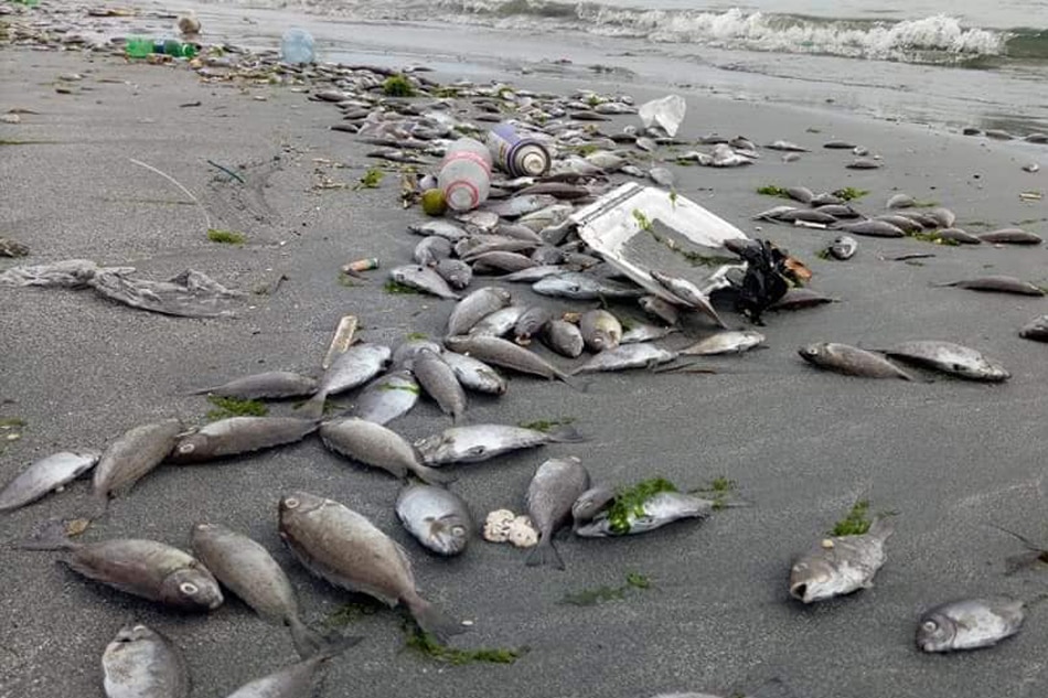 Authorities Probe Alleged Fish Kill In Zamboanga ABS CBN News