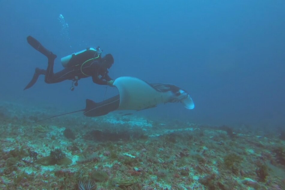 Pagkalambat ng mga manta ray sa Ticao Pass, ikinababahala | ABS-CBN News