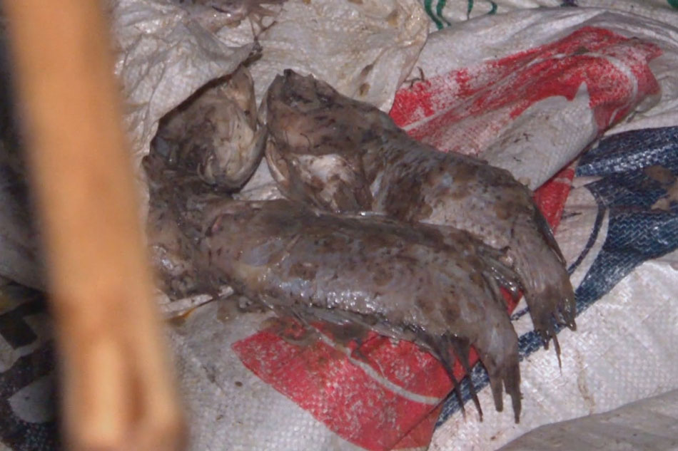600 tonelada ng tilapia apektado ng fish kill sa Taal Lake 1