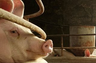 Pagpuslit ng pork products mula China tinututukan: Agri dep't