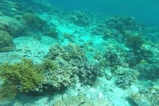 Tubbataha Reef tourists test positive for COVID in Palawan