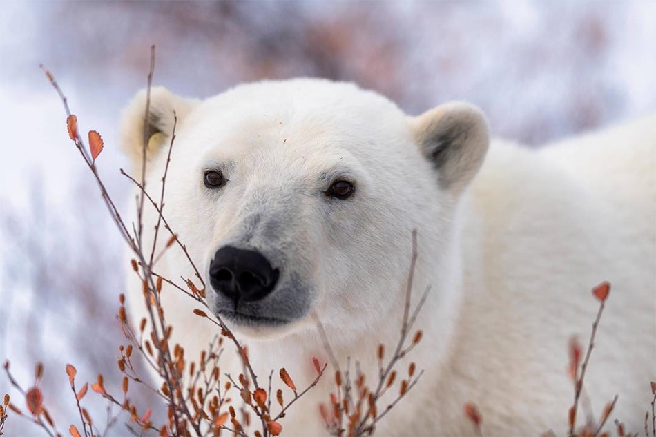 Polar Bear Kills Man In Arctic Svalbard Abs Cbn News