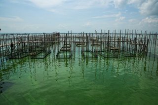 How algae in seawater battery is used to make clean power from sun
