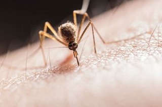 ALAMIN: Kailan nagiging kritikal ang dengue?