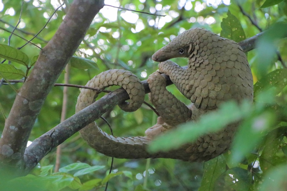 Pangolins are suspected as a potential coronavirus host 1