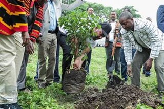 Ethiopia plants 350 million trees in one day to combat climate change