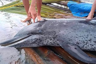 Dolphin, natagpuang patay malapit sa isang resort sa Palawan