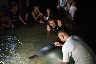 Dolphin, nasagip sa Negros Oriental
