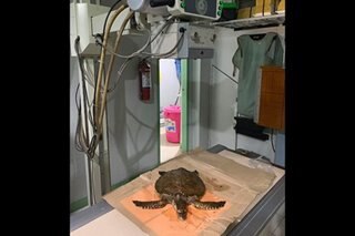 Hawksbill sea turtle rescued in Zamboanga City