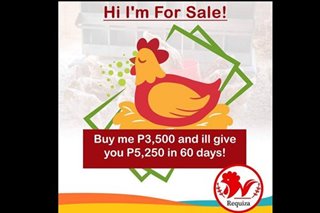 Mga pasimuno ng 'sisiw investment scam' timbog
