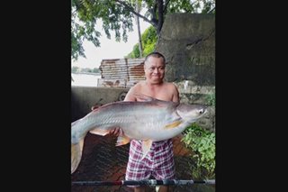 Pagdami ng invasive fish sa Pasig River, ikinababahala ng mga eksperto