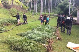 Plantasyon ng marijuana nadiskubre sa Davao Oriental