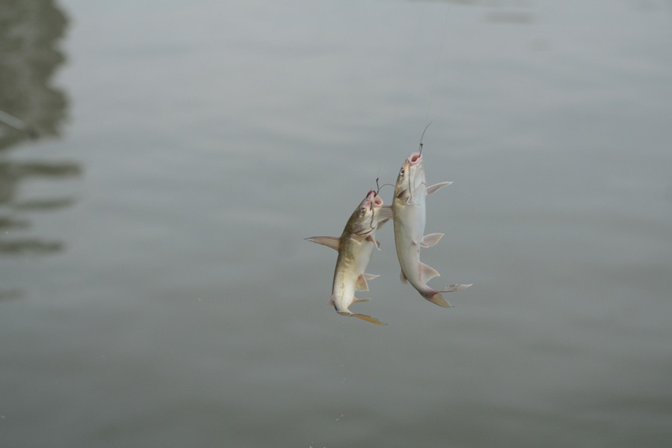 ‘Monster fish’ in polluted Pasig River explained 2