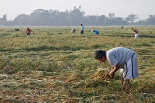 Liberal Party solons want to use P13 billion in funds as cash aid for rice farmers