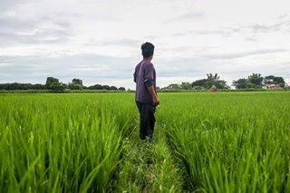 Palay procurement, tariff hike set to help rice farmers: agri chief