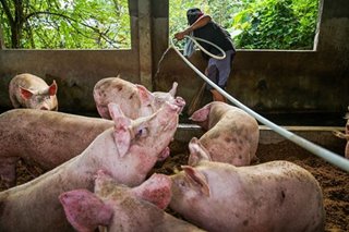 Pig blood samples from 2 QC villages test positive for African Swine Fever