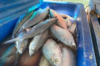Presyo ng bangus bumaba sa ilang pamilihan