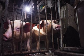 Kampanya kontra African swine fever dapat paigtingin: consumer group